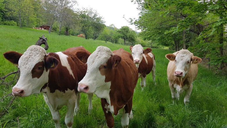 BioBauernhof Trenk Kühe, © BioBauernhof Trenk Vier Kühe auf einer grünen Wiese mit Bäumen im Hintergrund.