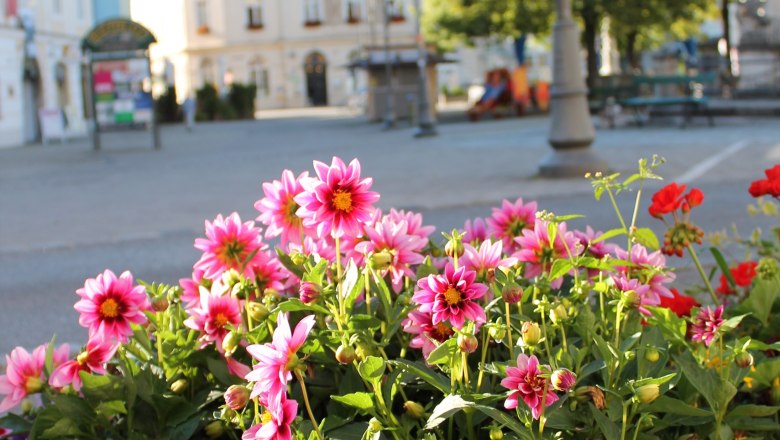 Hauptplatz, © Stadtgemeinde Neunkirchen Blumenbeet mit pinken und gelben Blumen im Vordergrund, Gebäude und Bäume im Hintergrund auf einem Hauptplatz.