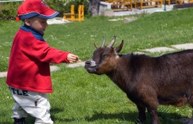 Flackl Wirt Kind mit Ziege, © Flackl Wirt_Mediaharmonists Kind das eine Ziege füttert
