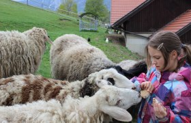 Streichelzoo beim Flackl-Wirt, © Flackl - Wirt GmbH & Co KG Ein Mädchen füttert Schafe im Streichelzoo beim Flackl-Wirt.