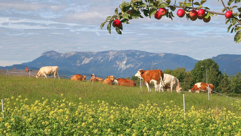 Altendorf, © Gemeinde Altendorf Kühe auf einer Weide mit Bergen im Hintergrund und einem Apfelbaum im Vordergrund.
