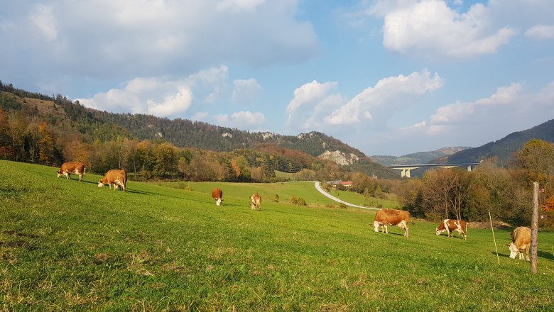 BioBauernhof Trenk Kühe auf der Weide, © BioBauernhof Trenk Kühe grasen auf einer grünen Weide vor einer hügeligen Landschaft mit Brücke und blauem Himmel.