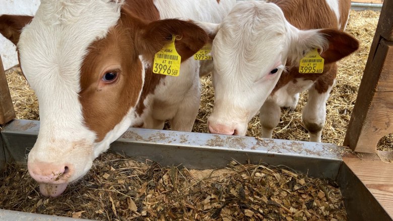 Besichtigung der Tiere im Stall, © Wiener Alpen Zwei Kälber fressen im Stall aus einem Futtertrog.