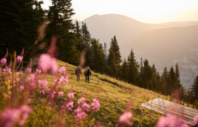 Sanfte Hügel und blühende Wiesen laden zu einem unvergesslichen Wanderausflug ein. Die warmen Sonnenstrahlen tauchen die Landschaft in goldenes Licht und schaffen eine harmonische Atmosphäre. Hier, umgeben von majestätischen Bergen und duftenden Wildblumen, wird der Sommer in den Alpen zum Erlebnis.