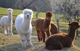 Vier Alpakas auf einer Wiese mit bl&uuml;henden B&auml;umen im Hintergrund.
