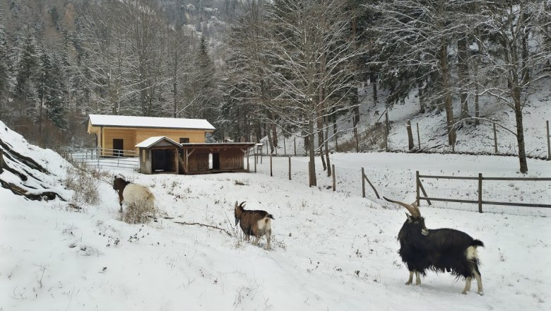 Ziegen im verschneiten Naturpark mit Stall im Hintergrund.