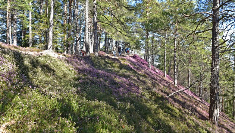 Frühlingswandern am Semmering, © Horst Schröttner