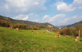 BioBauernhof Trenk Kühe auf der Weide, © BioBauernhof Trenk