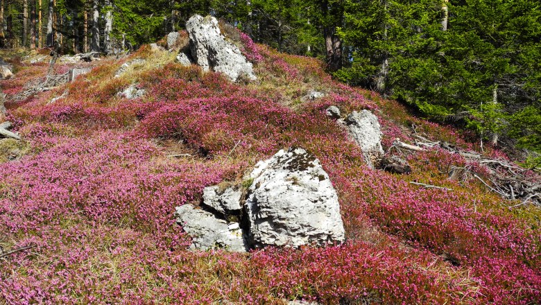 Erika-Blüte am Semmering, © Horst Schröttner