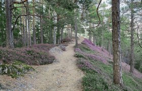 Wandern durch ein Blütenmeer an Erika-Blumen, © Horst Schröttner