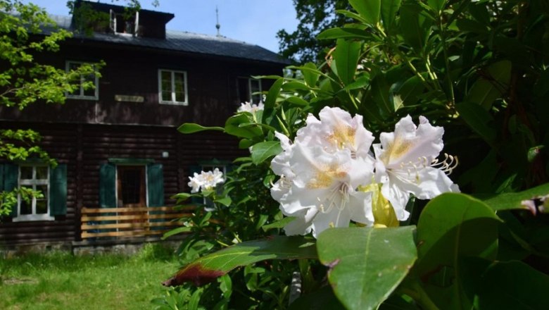 Nahaufnahme von blühendem Rhododendron vor einer Holzhütte