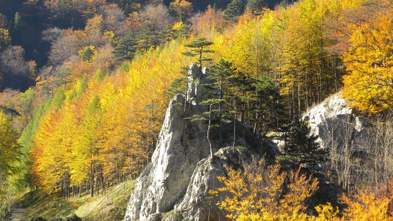 Wandern im Herbst, © Wiener Alpen - Eva Gruber