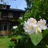 Nahaufnahme von blühendem Rhododendron vor einer Holzhütte