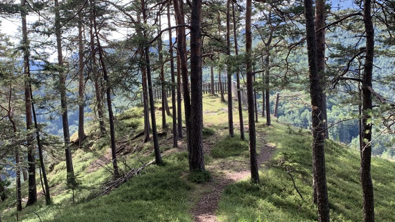 Ein schmaler Waldweg führt zu einem Aussichtspunkt