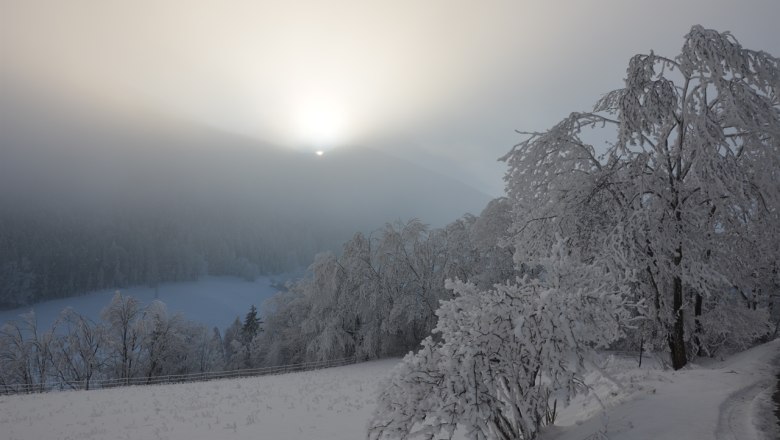 Winterlandschaft mit schneebedeckten Bäumen und Sonnenaufgang hinter einem Hügel.