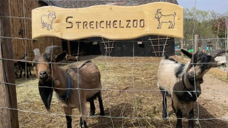 Zwei Ziegen stehen hinter einem Zaun im Streichelzoo.