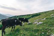 zwei schwarzfärbige Kühe die auf Almen auf der Rax grasen