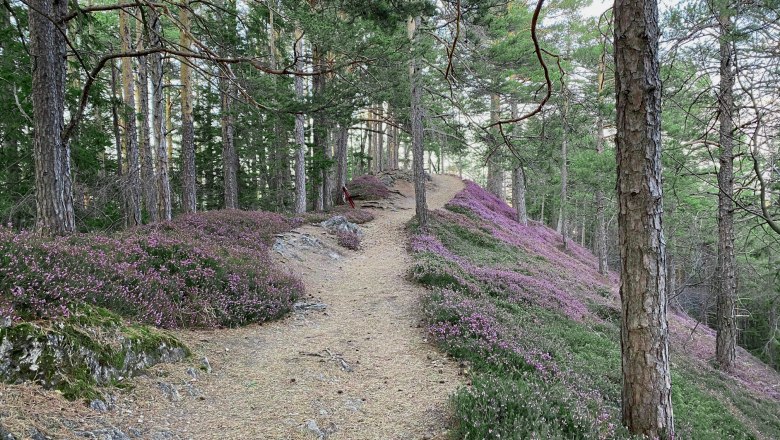 Wandern durch ein Blütenmeer an Erika-Blumen, © Horst Schröttner