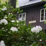 Holzhütte hinter blühenden Rhododendronbüschen.