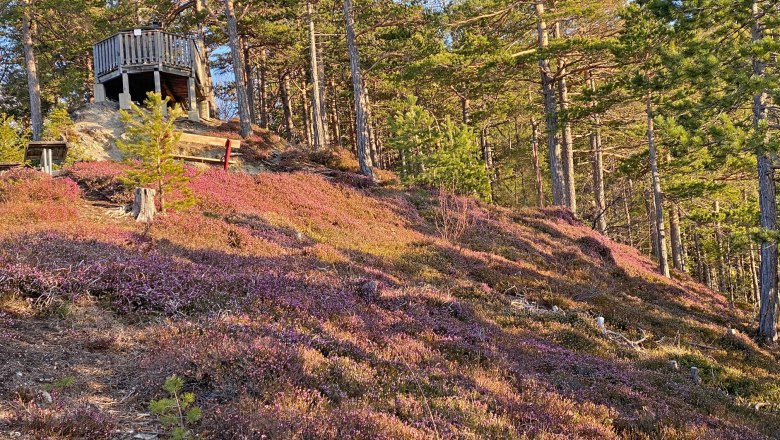 Erika-Blüte beim 20-Schilling-Blick, © Horst Schröttner