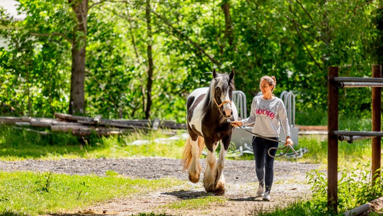 Eine Frau f&uuml;hrt ein schwarz-wei&szlig;es Pferd an einem Halfter durch einen sonnigen Waldweg.
