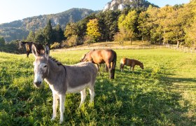 Payerbach Waldburgangerh&uuml;tte, &copy; &copy;Wiener Alpen, Foto: Andreas Kranzmayer
